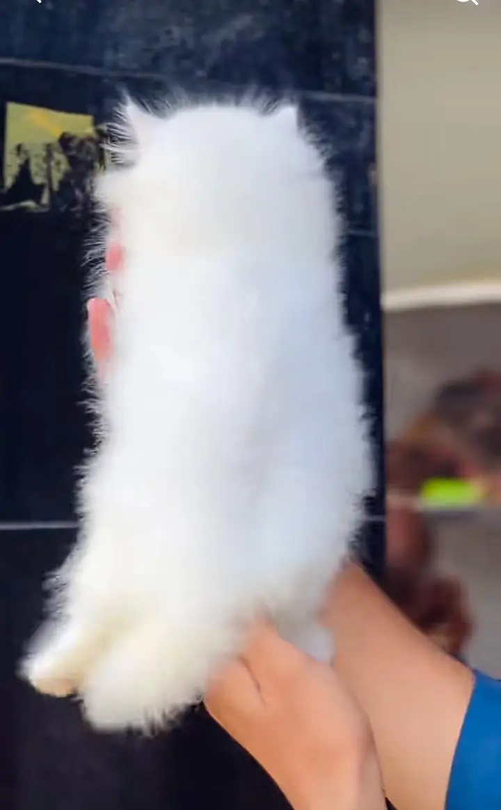 Persian kitten for sale my WhatsApp . 03317047936 — photo 2