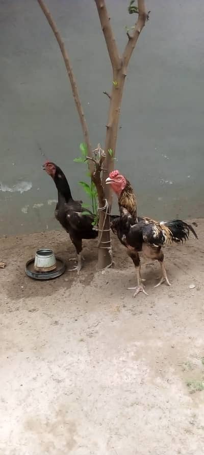 Shamo Female Aseel Male Jori 03349112980