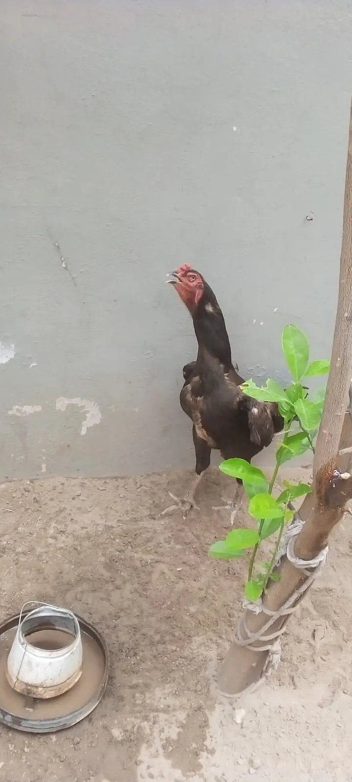 Shamo Female Aseel Male Jori 03349112980 — photo 4