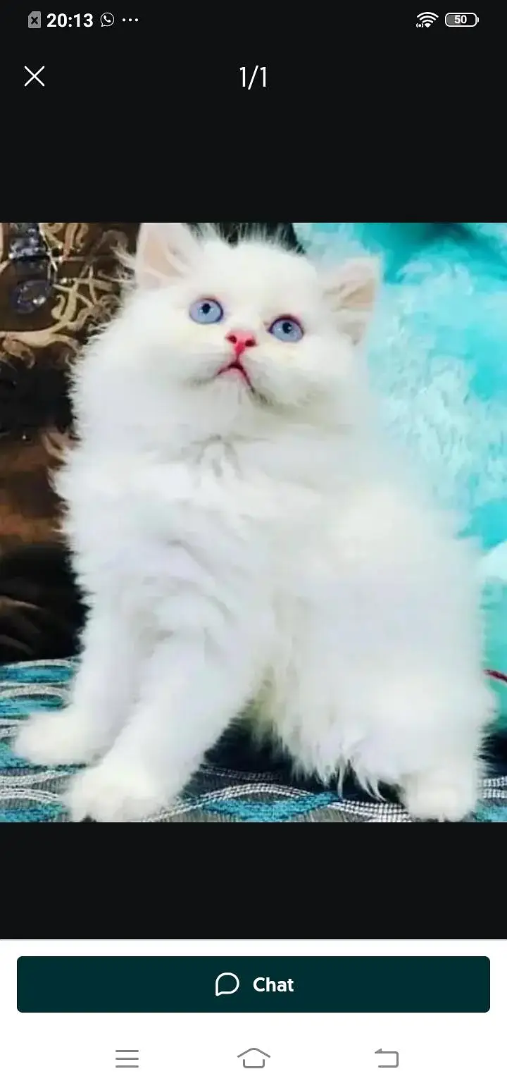Persian cat for sale male or female my3313091788 my WhatsApp number — photo 3