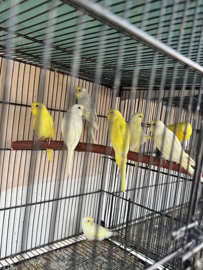 Australian Parrots pathay