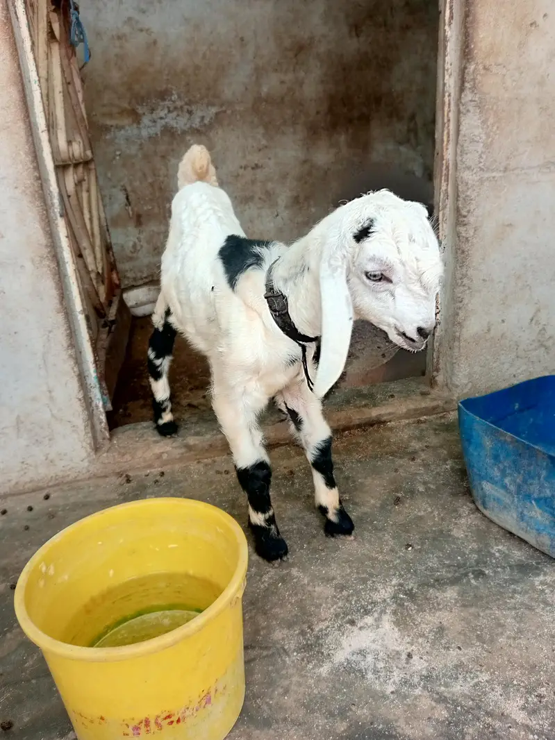 3 pair of goat