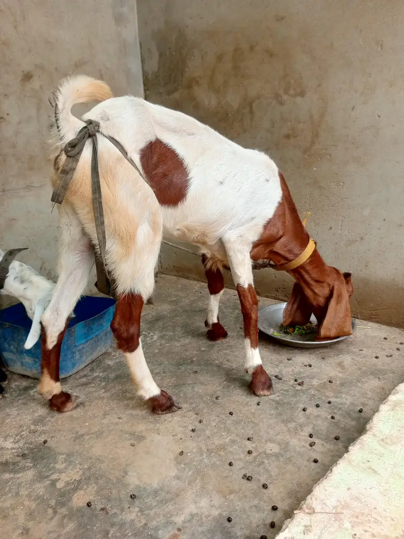 3 pair of goat — photo 2