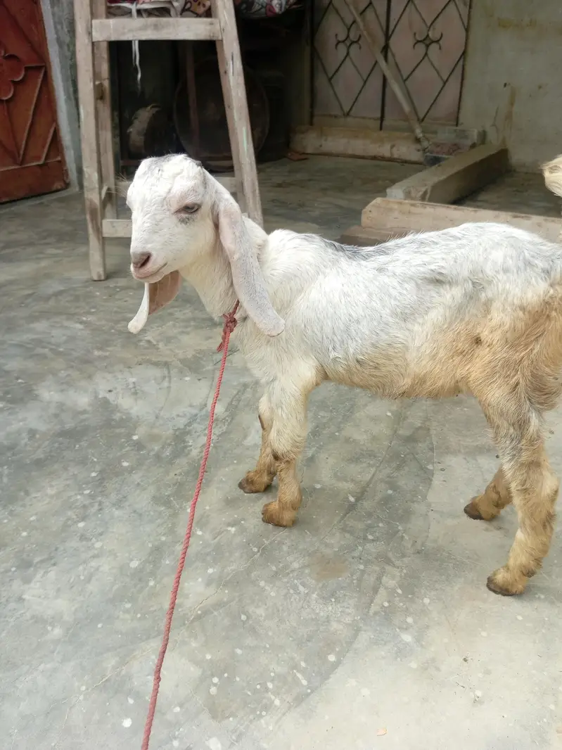 3 pair of goat — photo 3