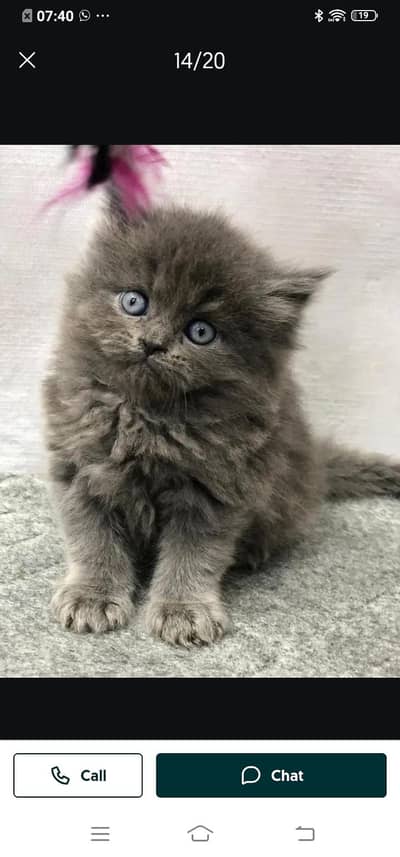 Persian cat for sale male or female my3313091788 my WhatsApp number