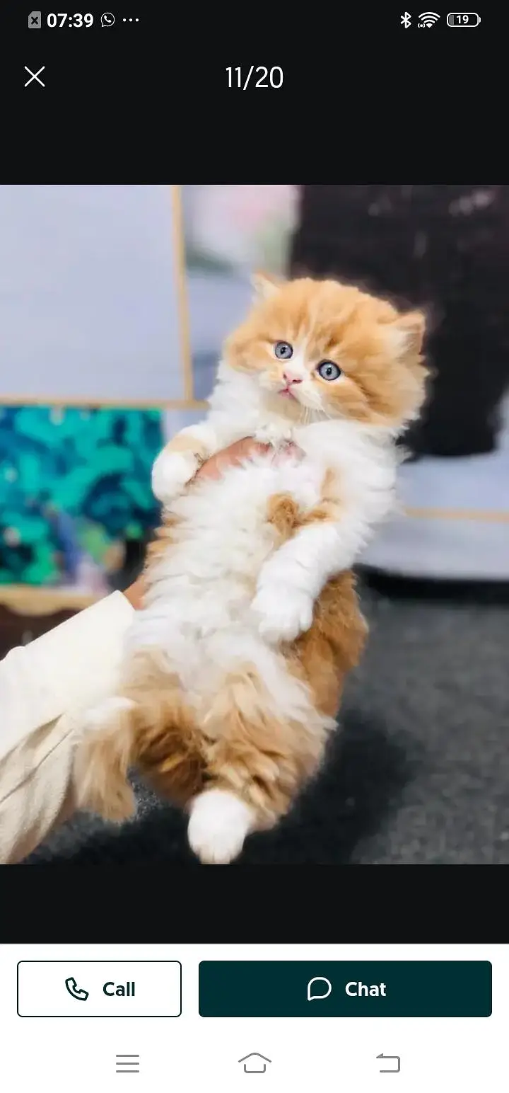Persian cat for sale male or female my3313091788 my WhatsApp number — photo 2