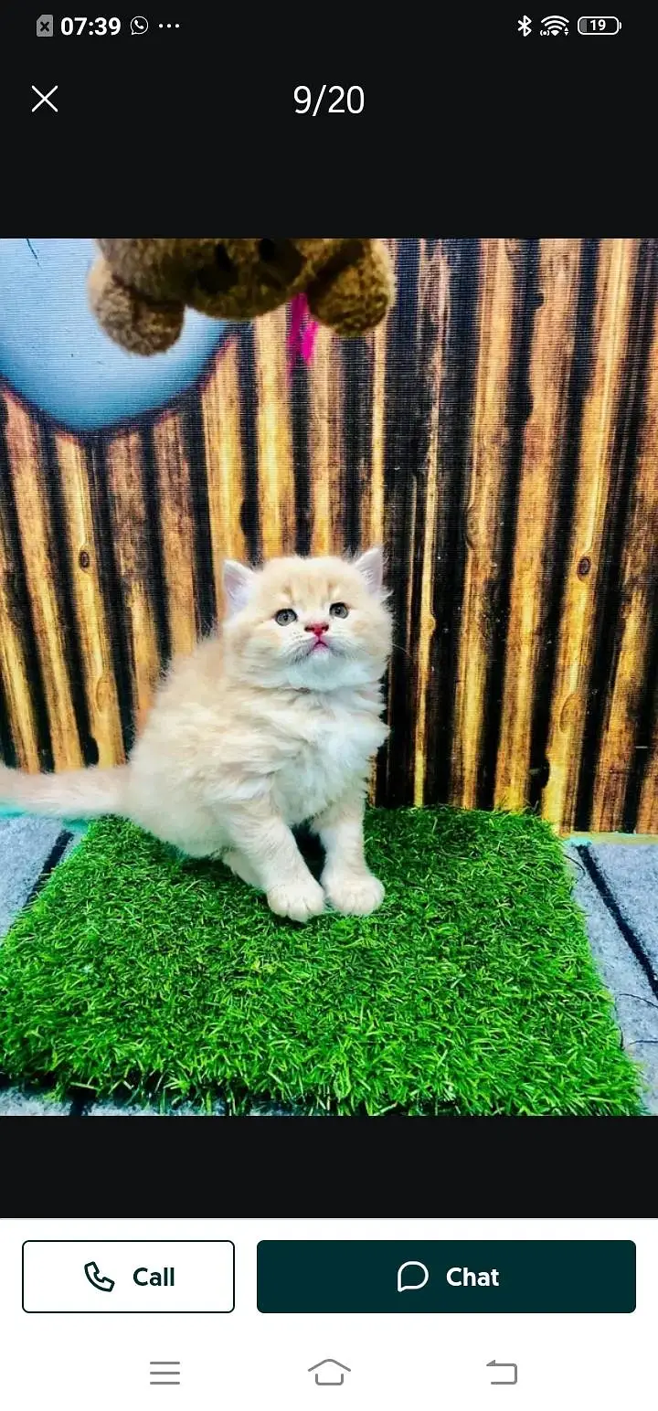 Persian cat for sale male or female my3313091788 my WhatsApp number — photo 3