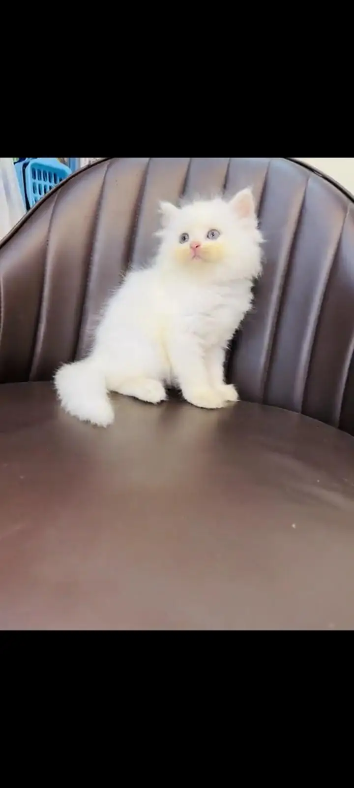 persian cat for sale MywatsapppNumber 0324-31-90-541 — photo 2