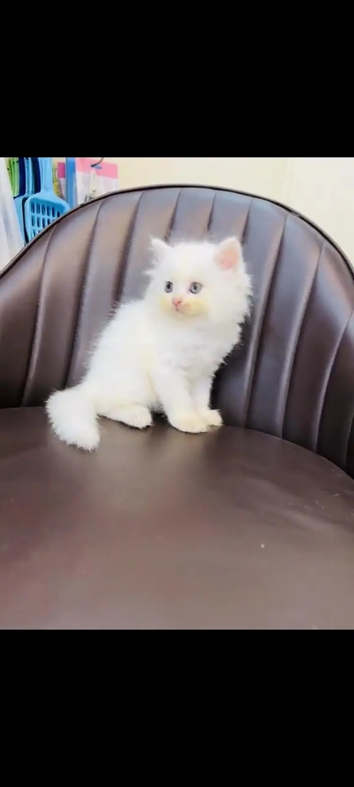 persian cat for sale MywatsapppNumber 0324-31-90-541 — photo 3