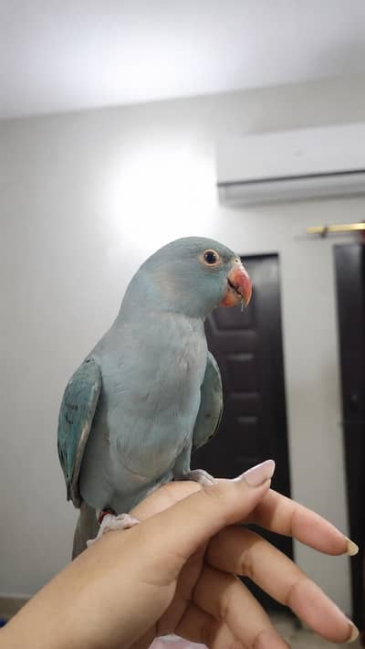 blue ringneck