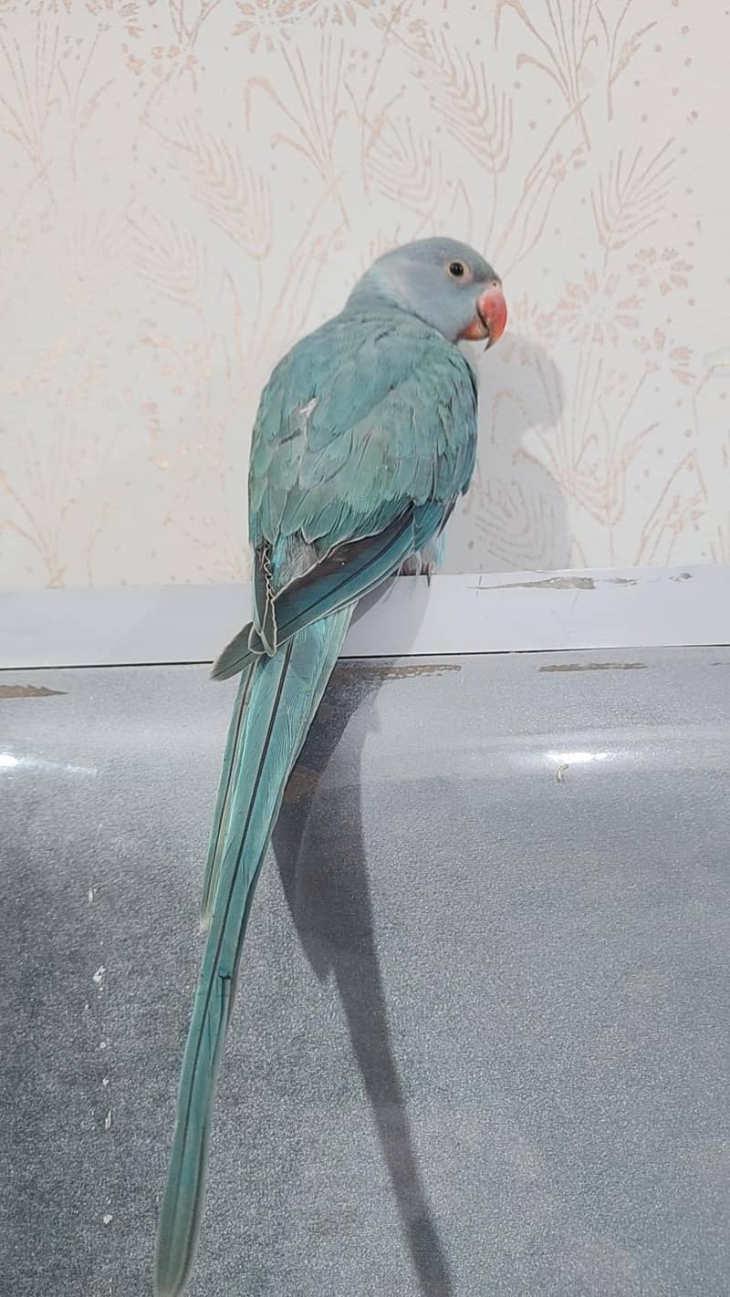 blue ringneck 1