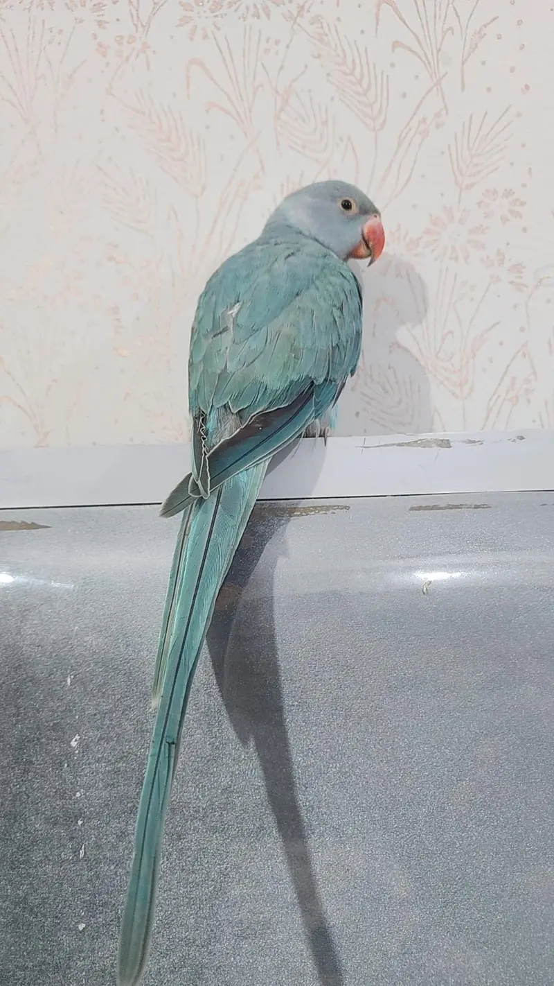 blue ringneck — photo 2