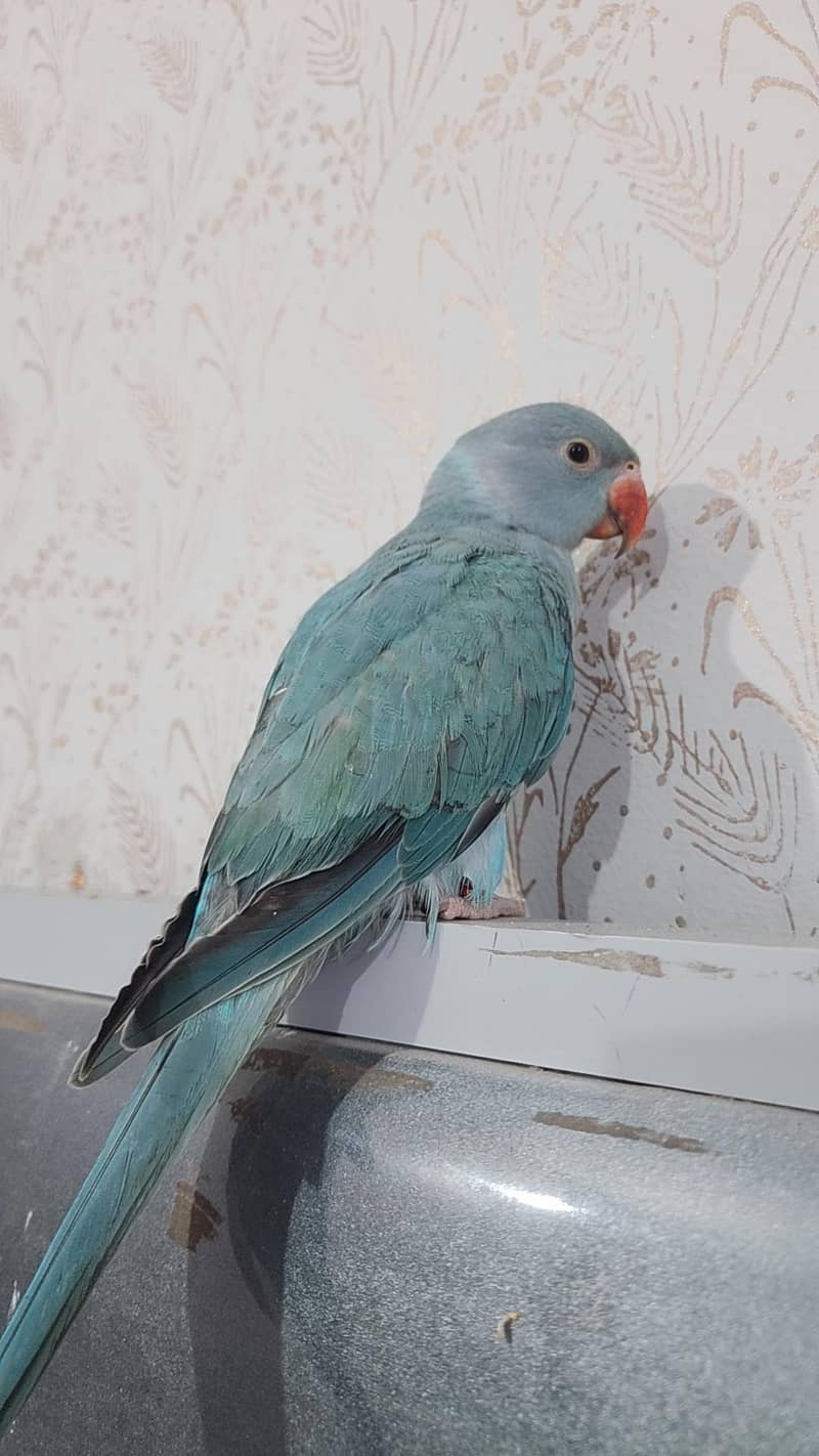 blue ringneck 2