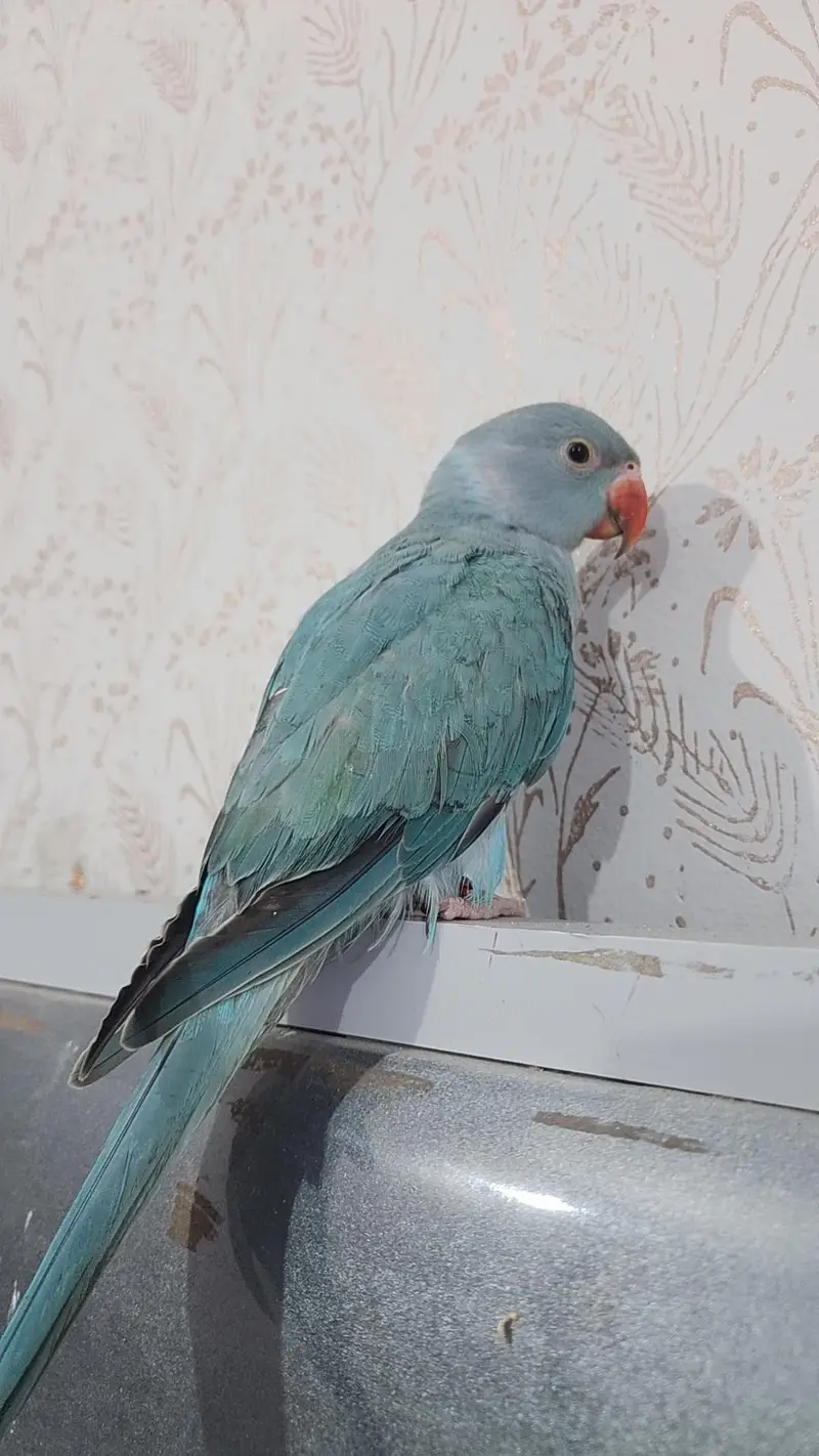blue ringneck — photo 3