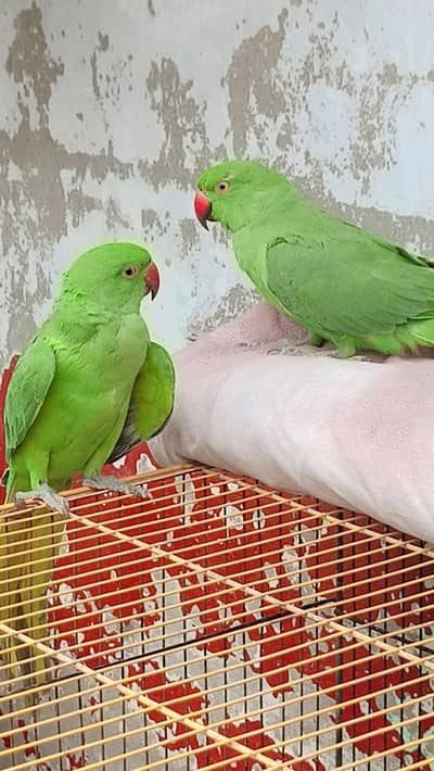 parrot