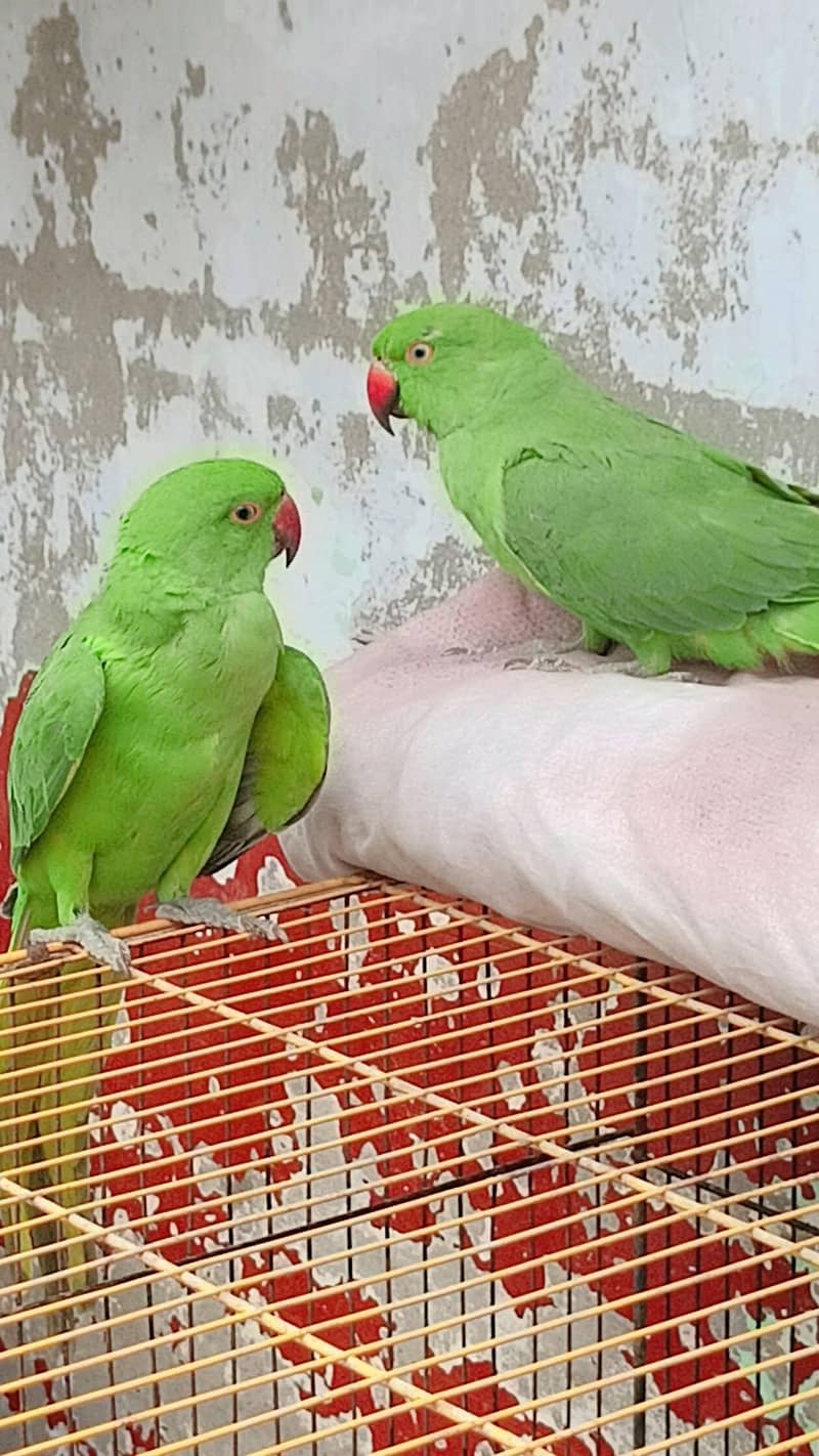 parrot 0