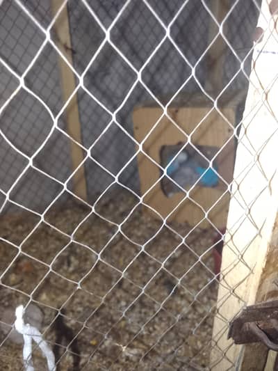 budgies 6 adult and. one pair for sale