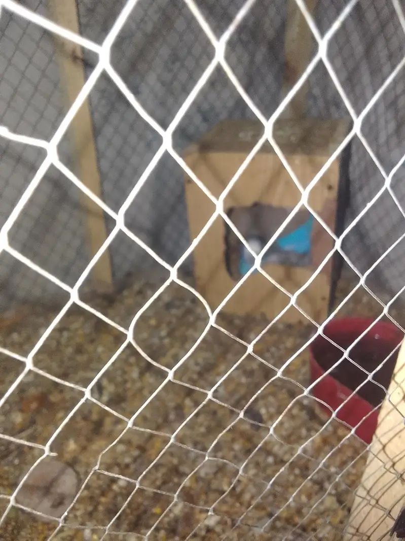 budgies 6 adult and. one pair for sale — photo 2
