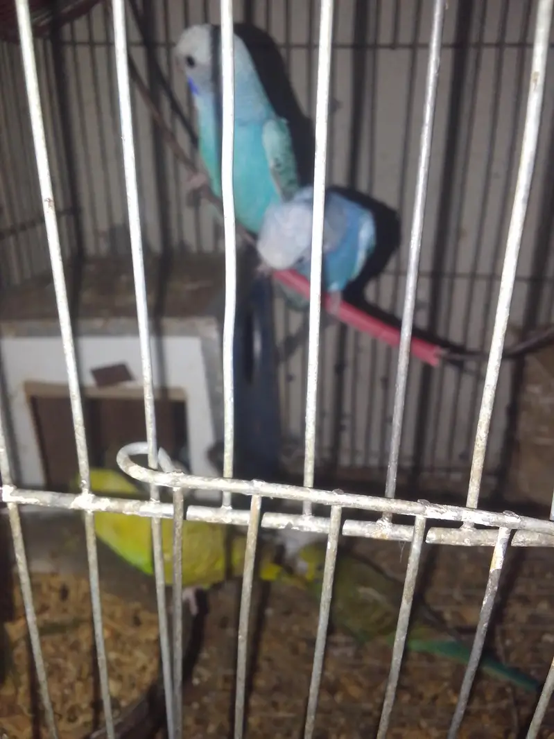 budgies 6 adult and. one pair for sale — photo 3