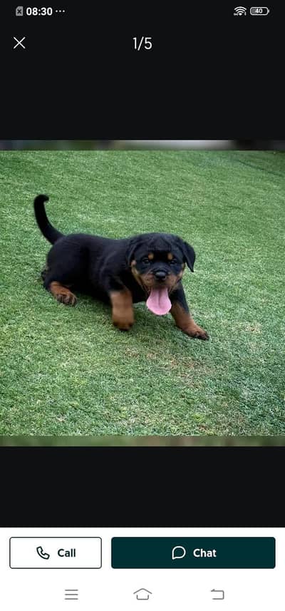 German Shepherd dog for sale male my WhatsApp 324=071=6105