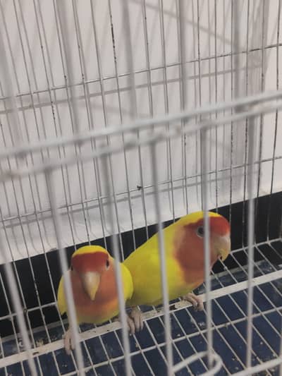 healthy and beautiful birdq100/breeder q