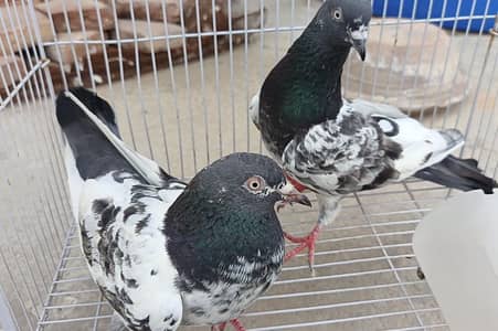 Teddy pigeon pair for sale, Stammped female