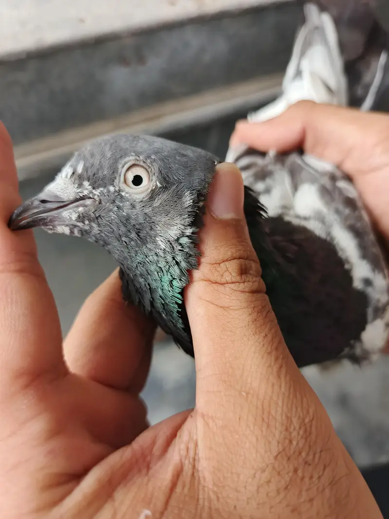 Teddy pigeon pair for sale, Stammped female — photo 2