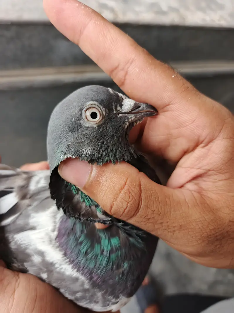 Teddy pigeon pair for sale, Stammped female — photo 3