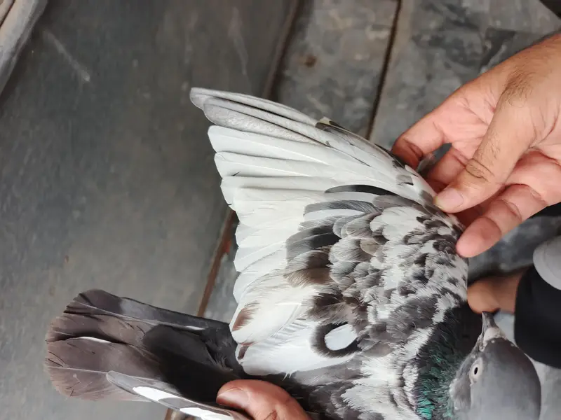 Teddy pigeon pair for sale, Stammped female — photo 4