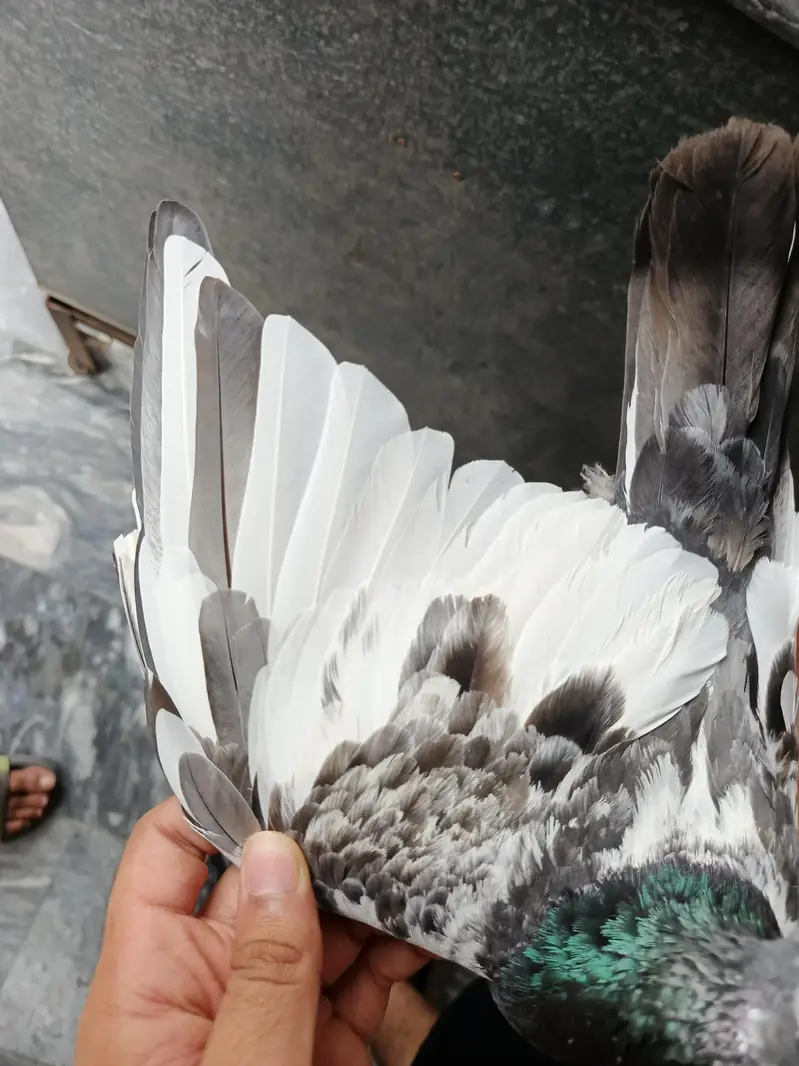 Teddy pigeon pair for sale, Stammped female — photo 5
