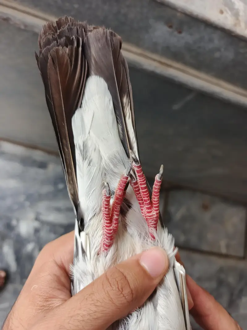 Teddy pigeon pair for sale, Stammped female — photo 6
