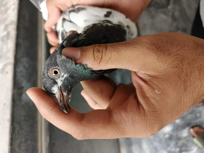 Teddy pigeon pair for sale, Stammped female — photo 8