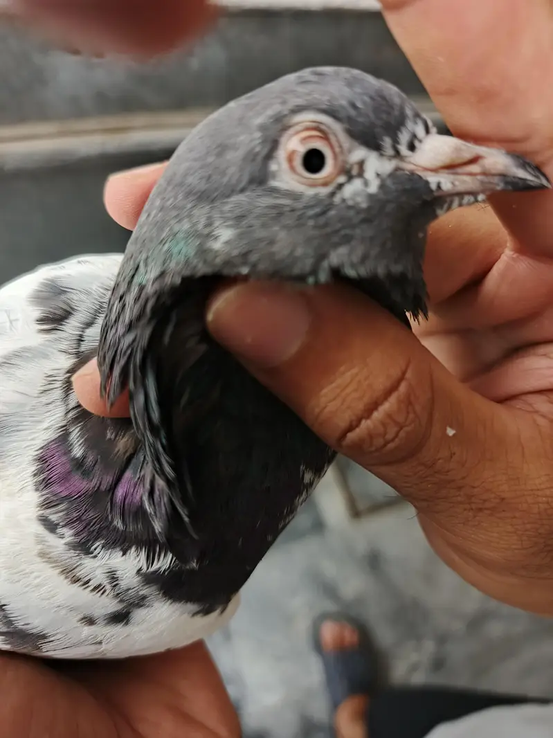 Teddy pigeon pair for sale, Stammped female — photo 9