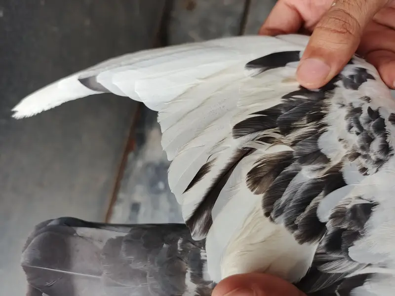Teddy pigeon pair for sale, Stammped female — photo 10