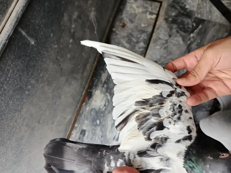 Teddy pigeon pair for sale, Stammped female — photo 11