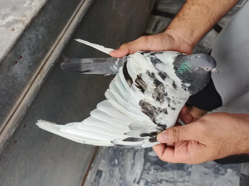 Teddy pigeon pair for sale, Stammped female — photo 12