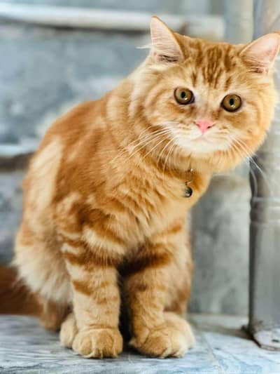 friendly and playful  male Persian cat looking for a new home