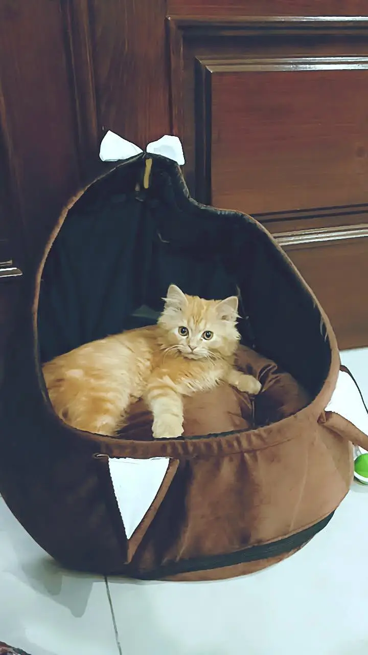 friendly and playful  male Persian cat looking for a new home — photo 2