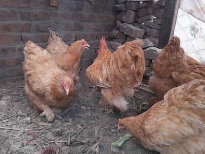 golden buff and white silkie
