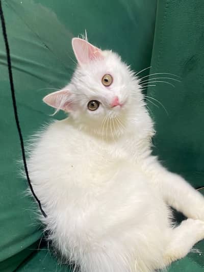 Beautiful White  Hazel Eyes Persian Kitten Available For Loving Family