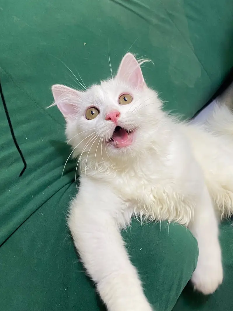 Beautiful White  Hazel Eyes Persian Kitten Available For Loving Family — photo 3
