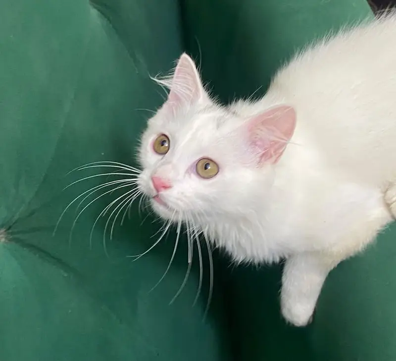 Beautiful White  Hazel Eyes Persian Kitten Available For Loving Family — photo 4