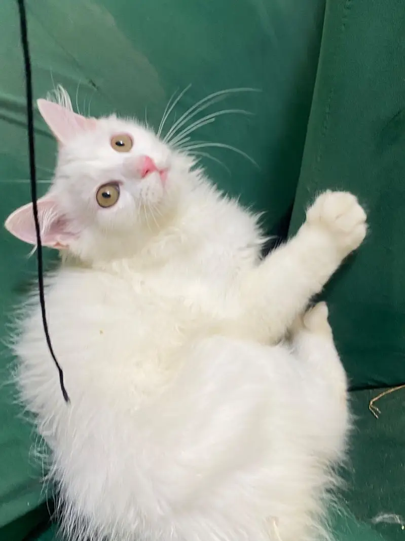 Beautiful White  Hazel Eyes Persian Kitten Available For Loving Family — photo 5