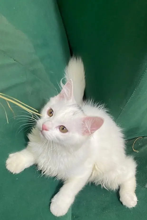 Beautiful White  Hazel Eyes Persian Kitten Available For Loving Family — photo 6