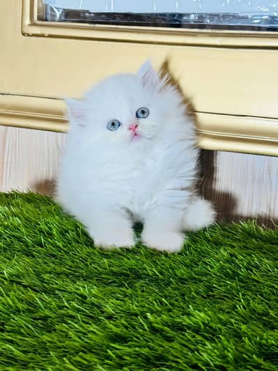 Persian kittens available for sale contact number 0329-7533119