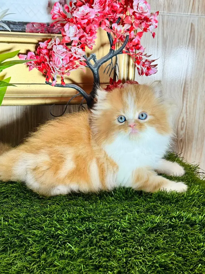 Persian kittens available for sale contact number 0329-7533119 — photo 2