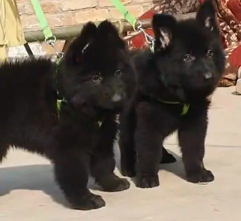 German Shepherd puppies long cot for sale my WhatsApp. 03317047936