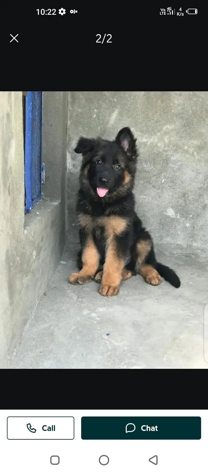 German Shepherd dog for sale male my WhatsApp 3313091788 — photo 2
