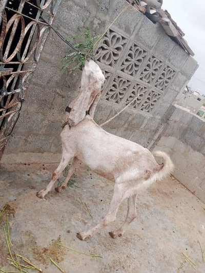 goat bakri