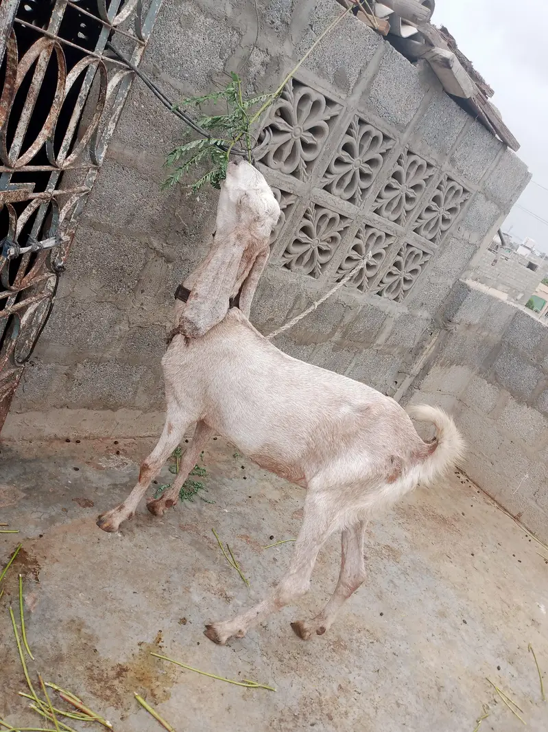 goat bakri